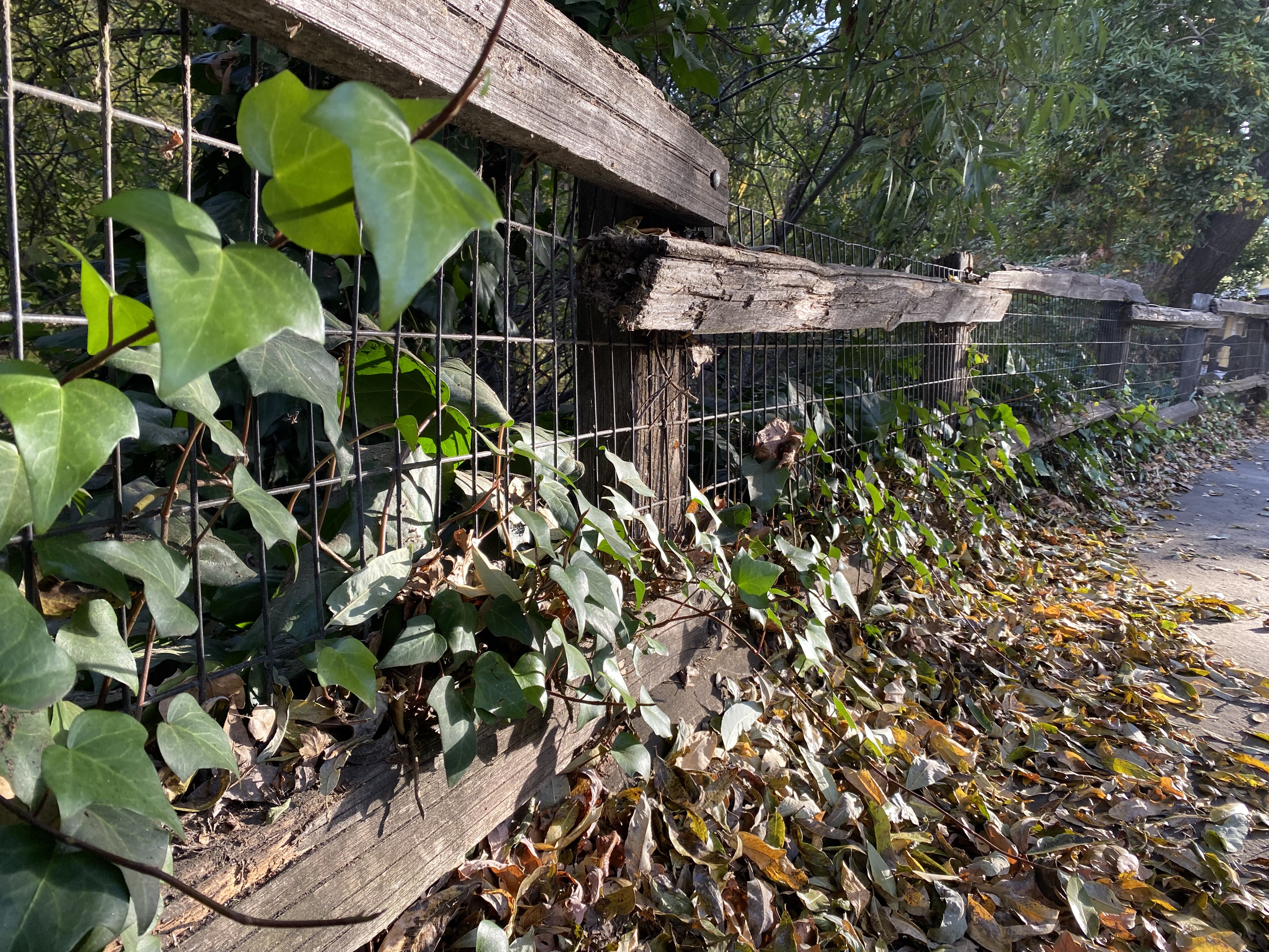 Overgrown Fence.jpeg